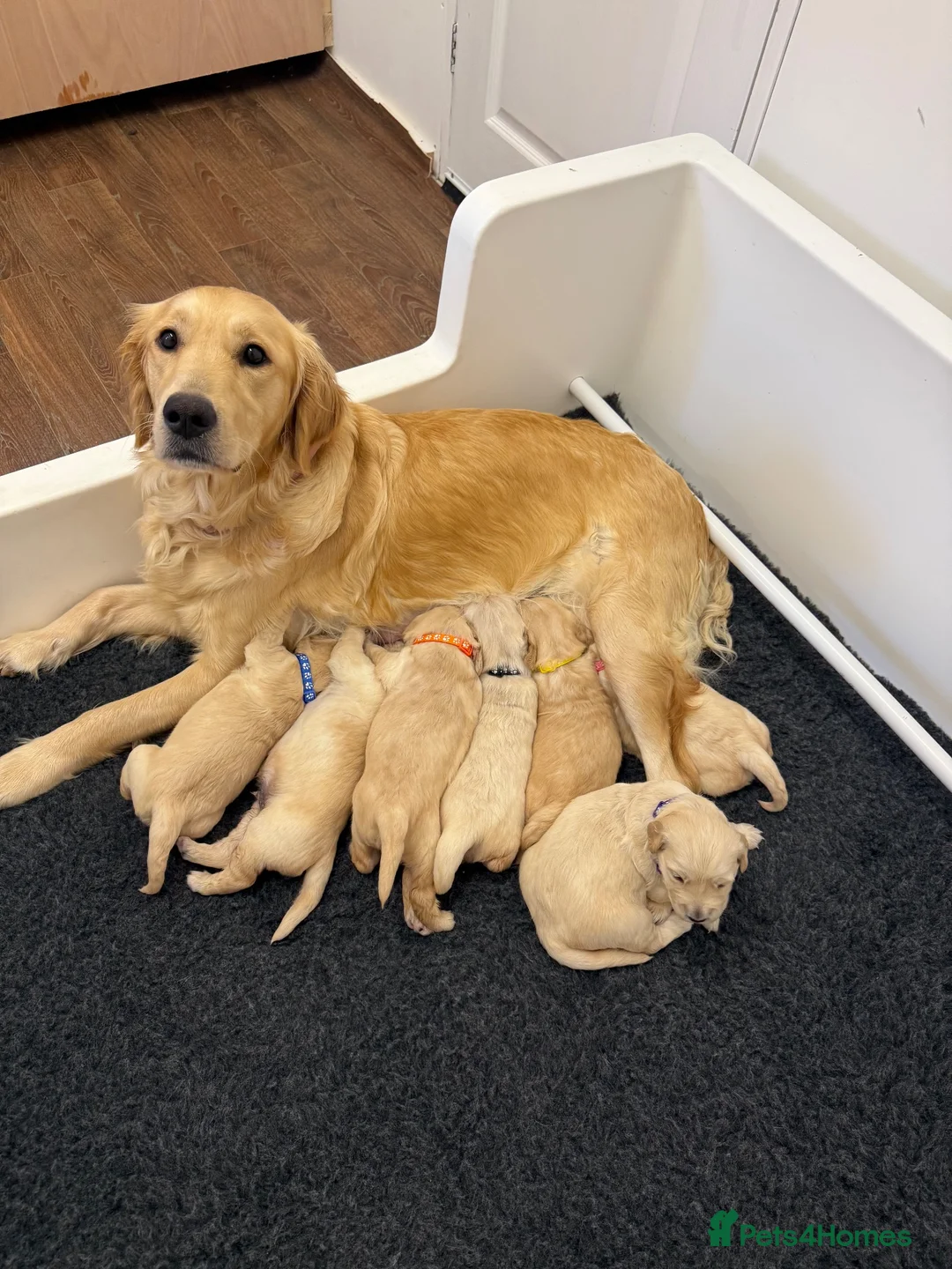 Golden Retriever dogs for sale: KC Registered Golden Retriever Puppies  - Advert 1