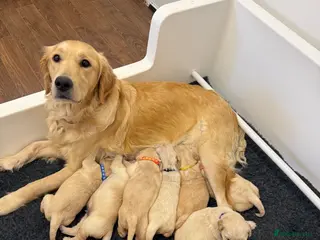Golden Retriever dogs KC Registered Golden Retriever Puppies - Advert 5