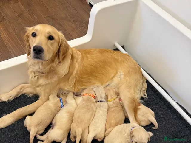 Golden Retriever dogs KC Registered Golden Retriever Puppies - Advert 4