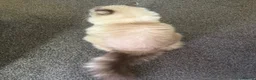 Ragdoll cats for sale: Adorable ragdoll for sale in London - Advert 8