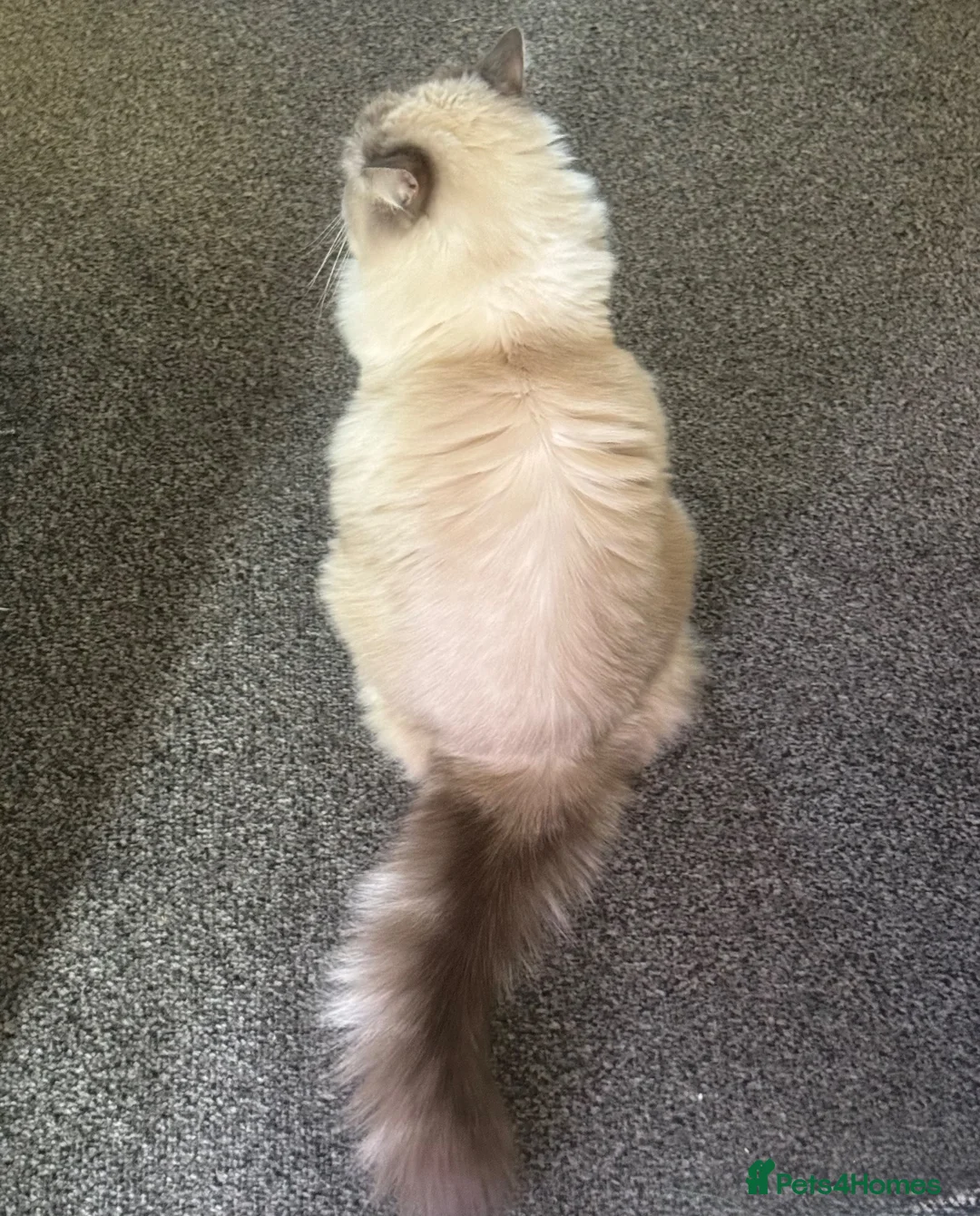 Ragdoll cats for sale: Adorable ragdoll for sale in London - Advert 8