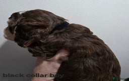 Cockapoo dogs for sale: Stunning f1 cockapoo pups - Advert 5