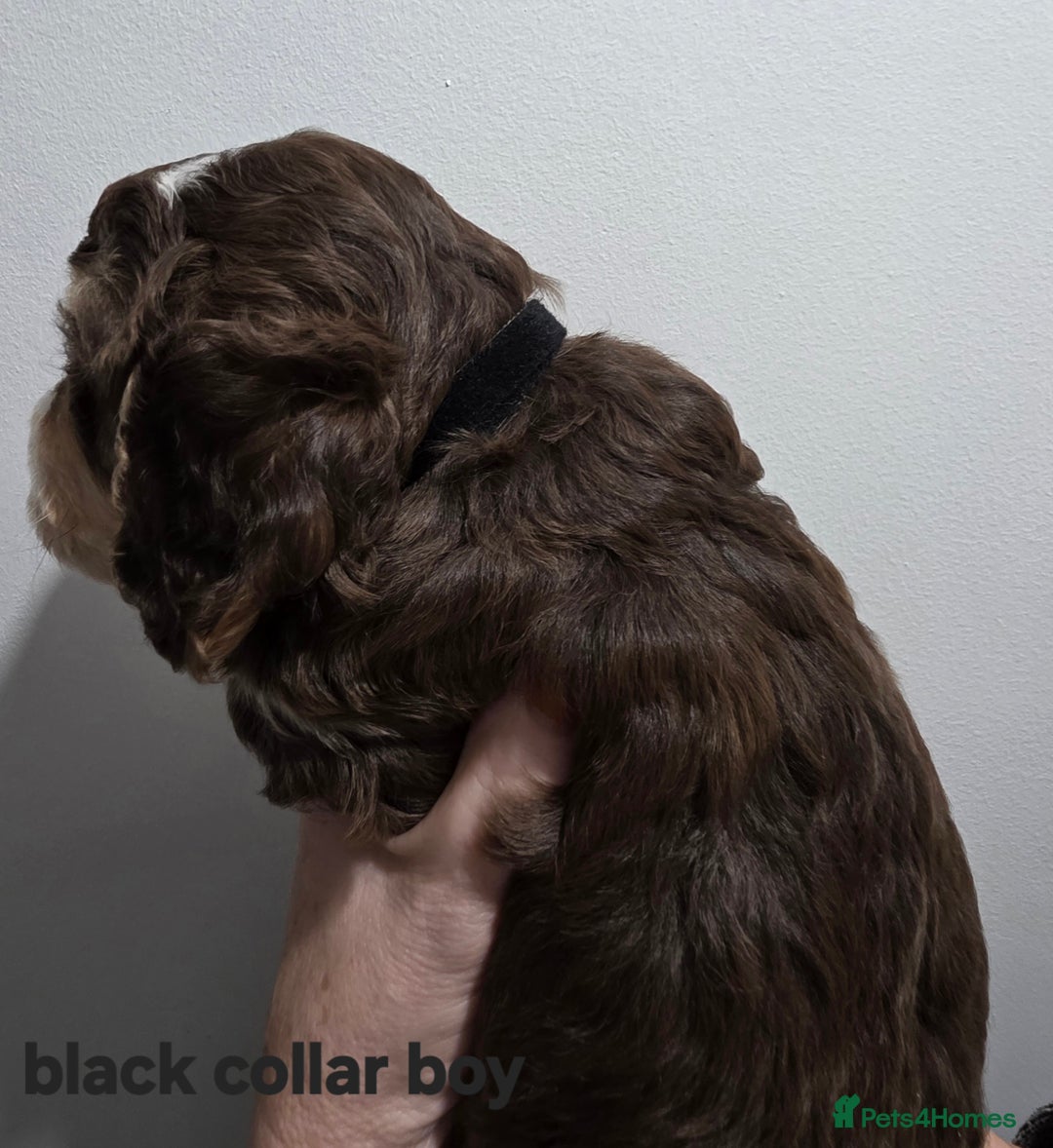 Cockapoo dogs for sale: Stunning f1 cockapoo pups - Advert 5