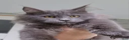 Maine Coon cats for sale: Maine coon kittens  - Advert 8