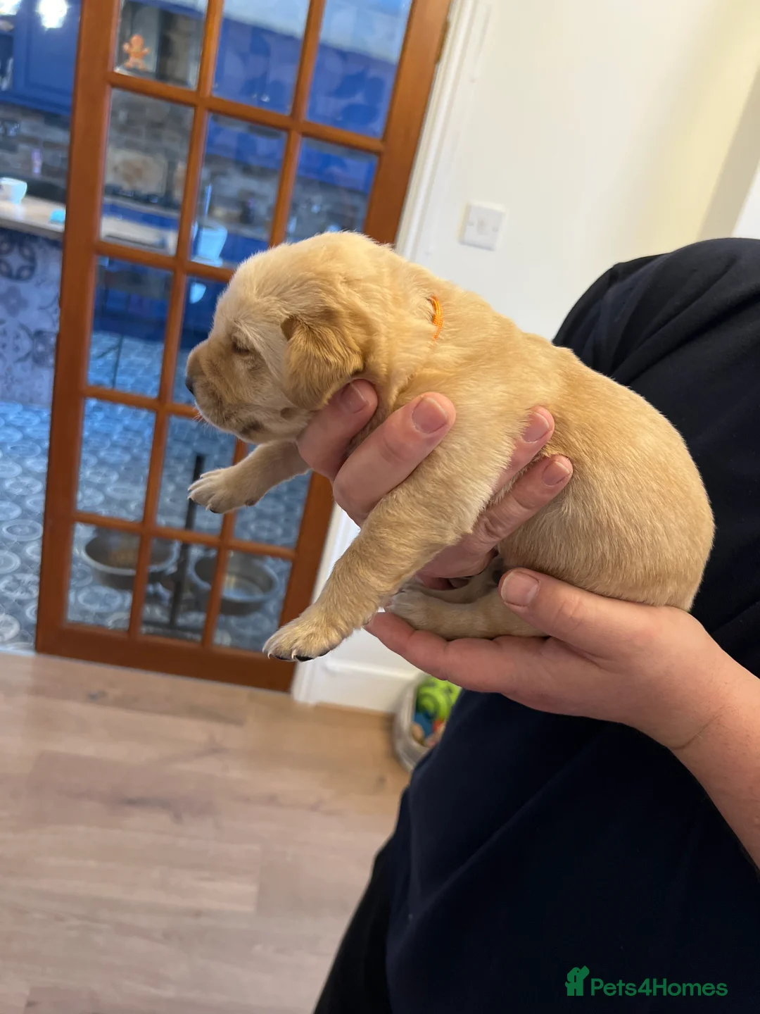 Labrador Retriever dogs for sale: Adorable Labrador  - Advert 9