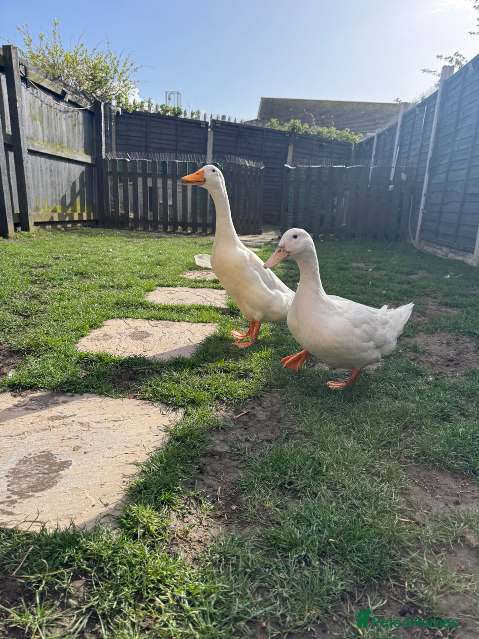 Ducks poultry for sale: Indian Runner & Cherry Valley Ducks  - Advert 1