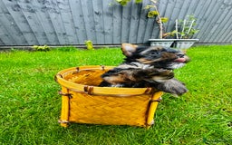 Yorkshire Terrier dogs for sale: Tiny Yorkshire Terrier ( 1 boy and 2girls 🐶🐶) - Image 9