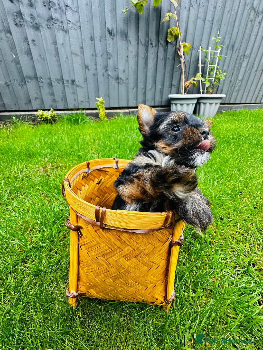 Yorkshire Terrier dogs for sale: Tiny Yorkshire Terrier ( 1 boy and 2girls 🐶🐶) - Image 9