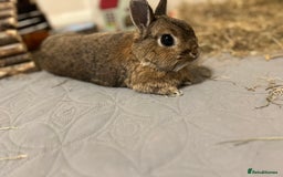 Netherland Dwarf rabbits for sale: playful female netherland dwarf rabbit (spayed) - Image 4