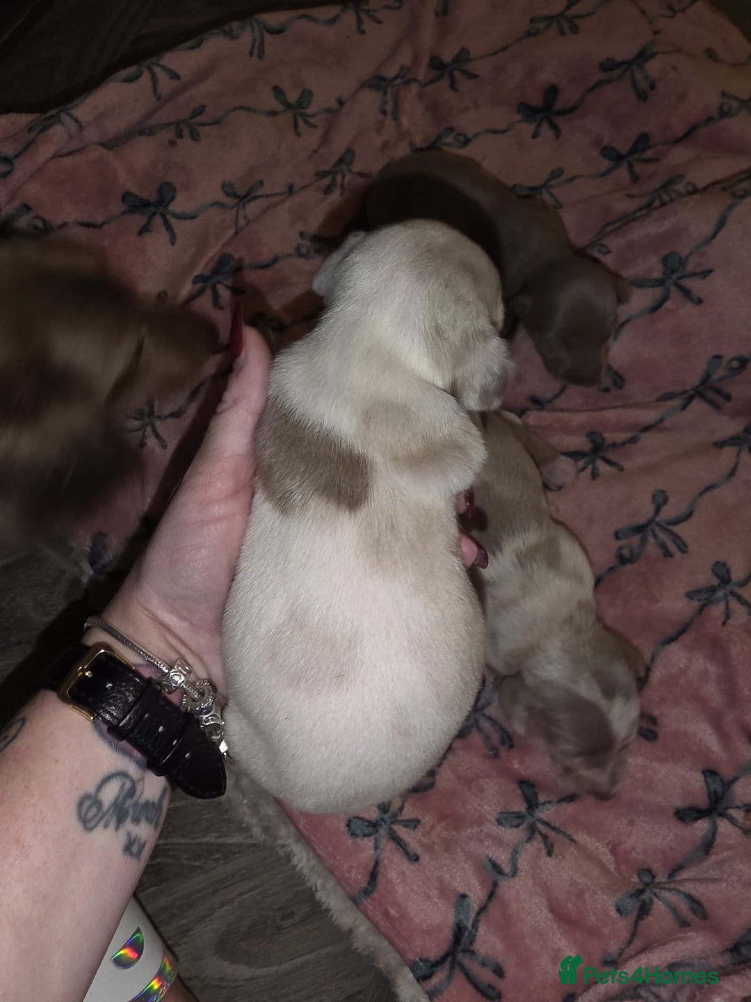 Dachshund dogs for sale: Mini daschund puppies - Image 2