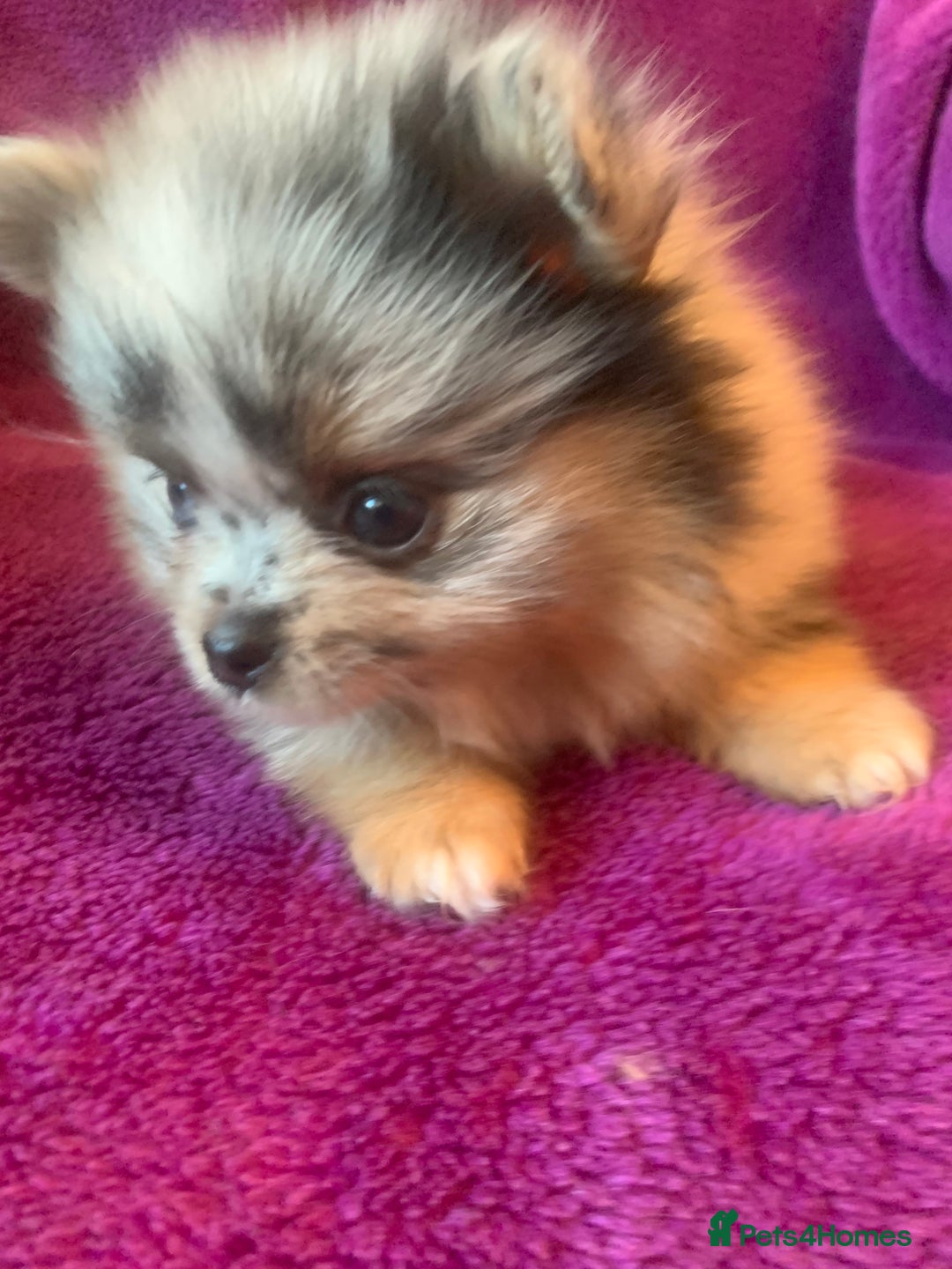 Pomeranian dogs for sale: Rainbow Litter with TAN POINTS - Image 15