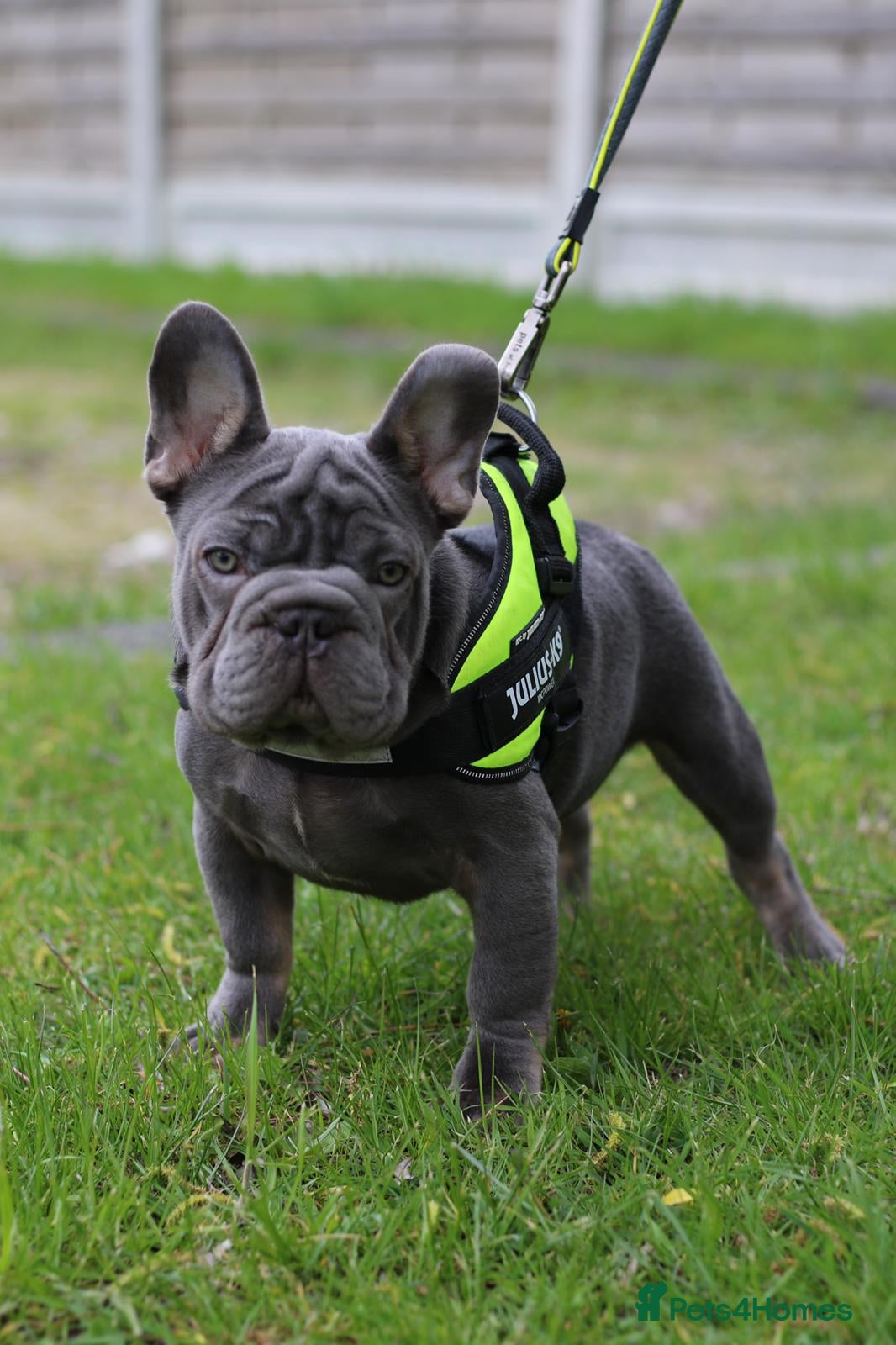 French Bulldog dogs Lilac testable fluffy frenchie French bulldog stud - Advert 17
