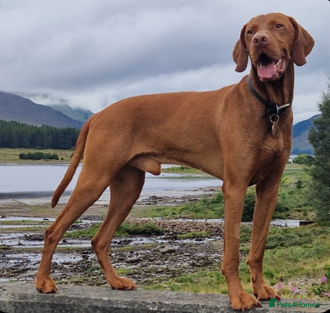 Mixed Breed dogs for sale: Alaunt type dogs - Advert 5