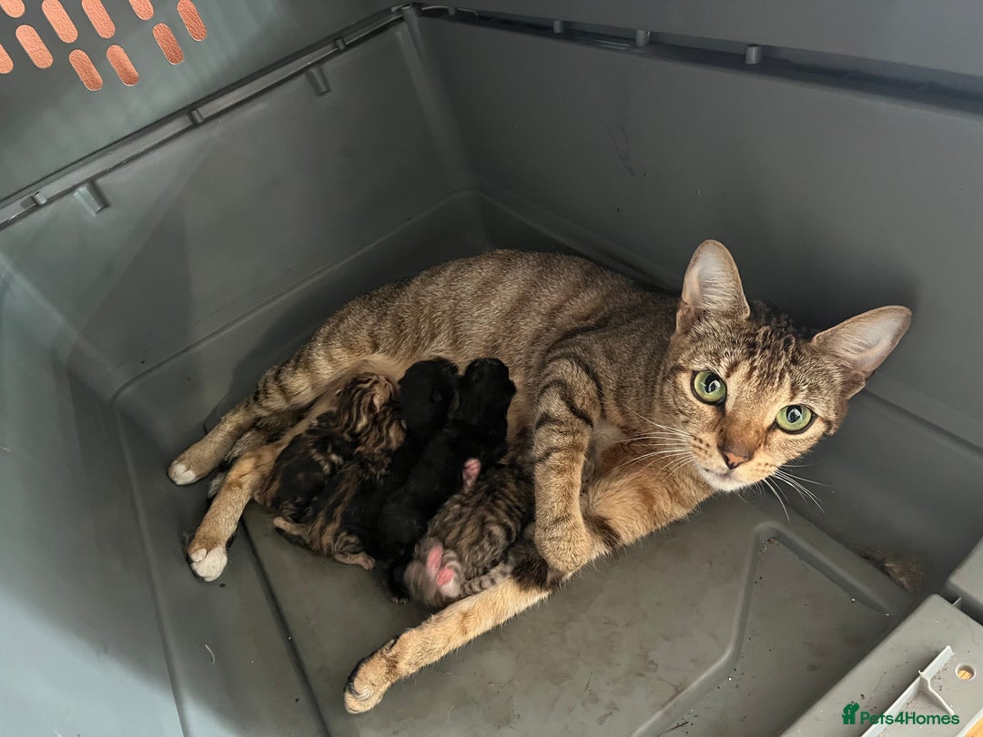 Bengal cats for sale: Beautiful Part/ cross Bengal Kittens - Image 6