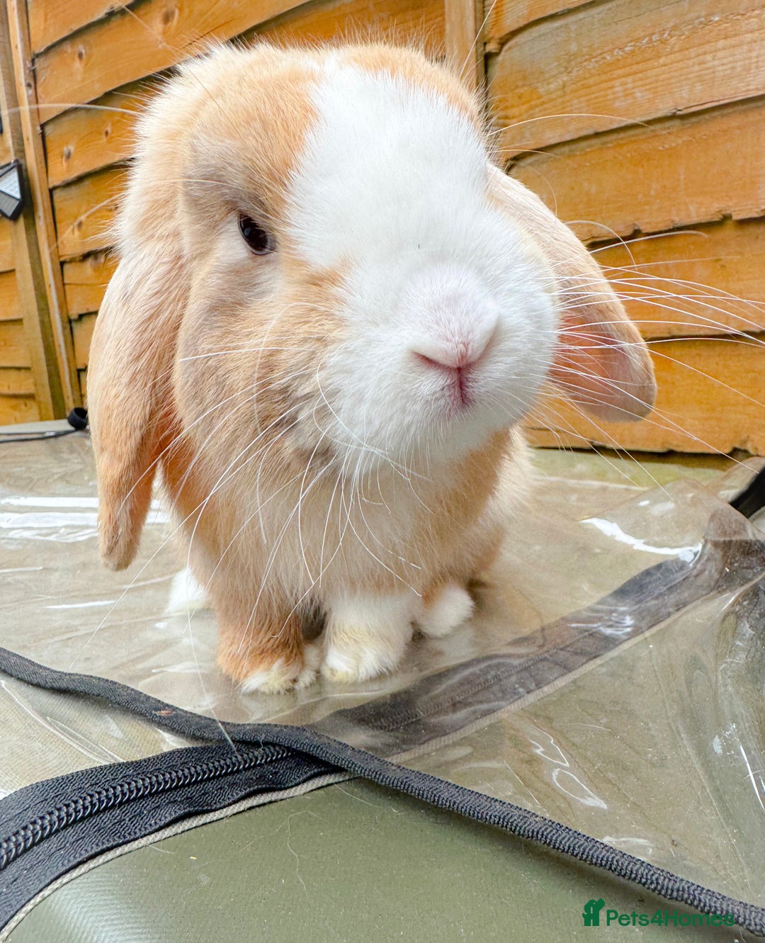 Mini Lop rabbits for sale: Mini Lop Buck  - Advert 11