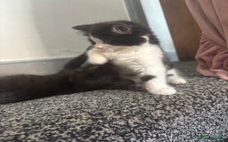 British Longhair cats for sale: 2 kittens for sale - Image 3