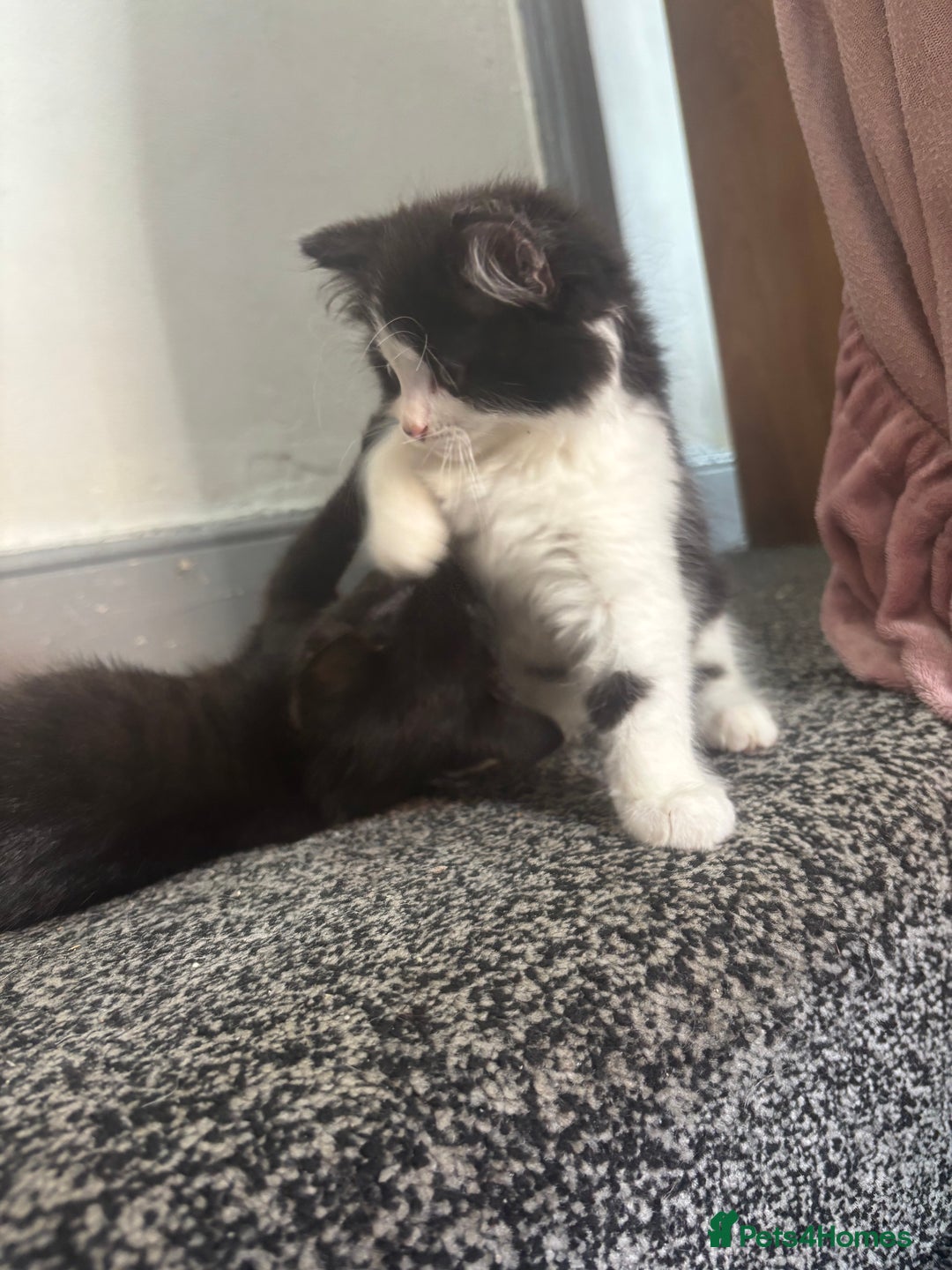 British Longhair cats for sale: 2 kittens for sale - Image 3