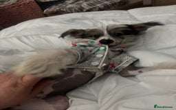 Chinese Crested dogs for sale: Chinese Crested pups- Powder Puff and Hairless - Image 3