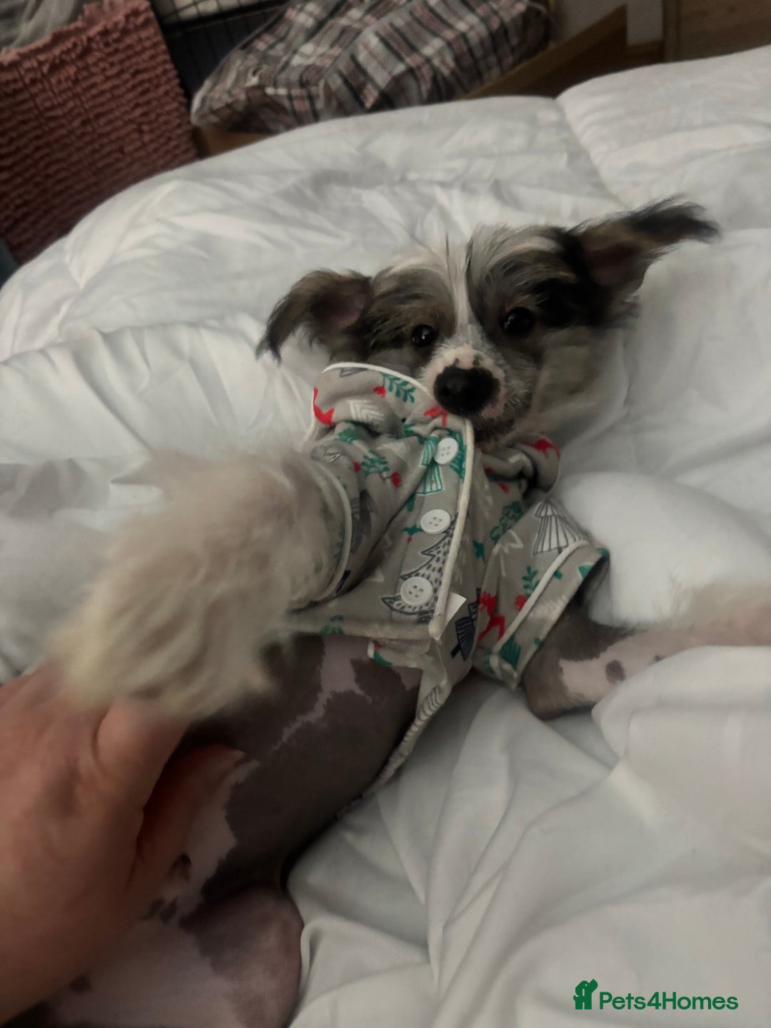 Chinese Crested dogs for sale: Chinese Crested pups- Powder Puff and Hairless - Image 3