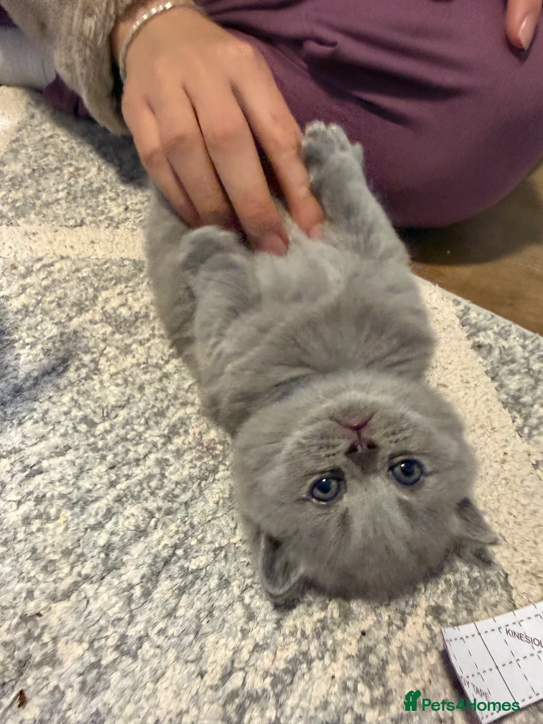 British Shorthair cats for sale: 100% Pure Pedigree Champion line Bsh Reg. Kitten - Advert 15