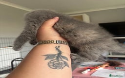 British Shorthair cats for sale: Stunning GCCF registered British shorthair kittens - Image 6