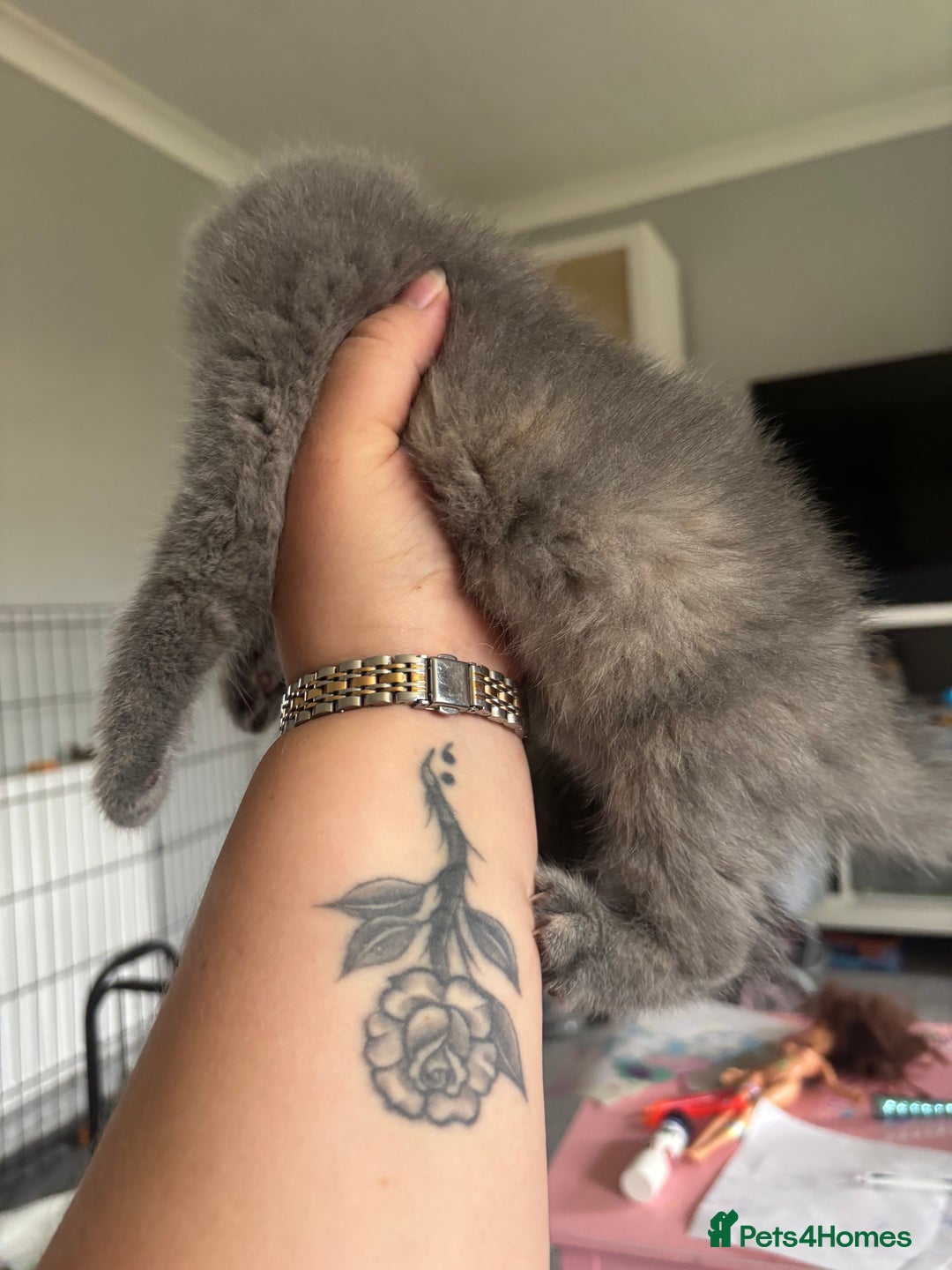 British Shorthair cats for sale: Stunning GCCF registered British shorthair kittens - Image 6