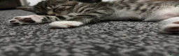 Mixed Breed cats for sale: 4 beautiful kittens, ready today, amazing mix  - Advert 15