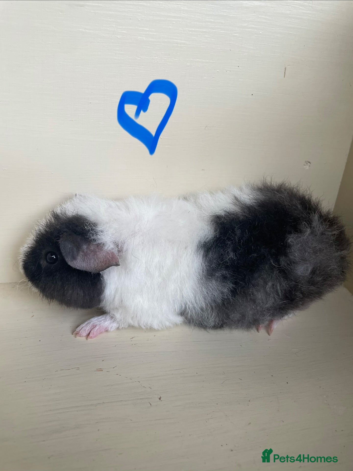 Guinea Pig rodents for sale: Baby boys and girl Guineas’s pigs.  - Advert 19
