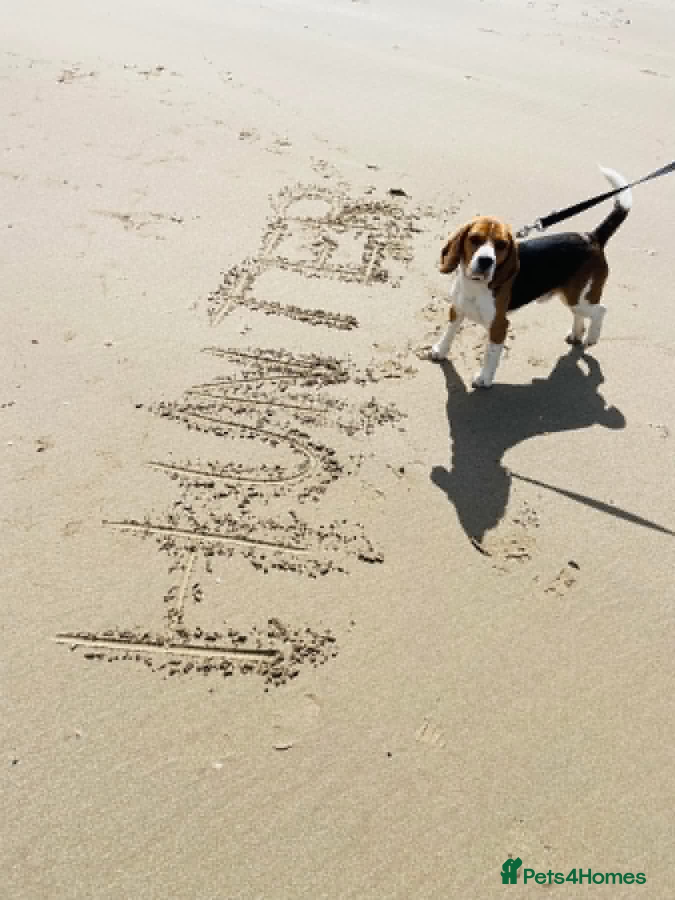 Beagle dogs KC reg, proven stud dog - Advert 1