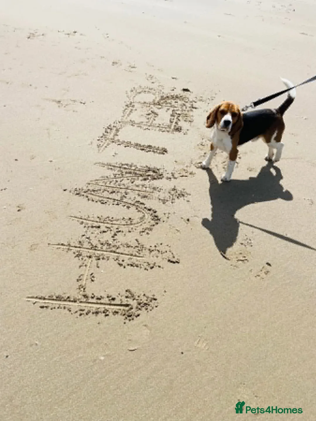 Beagle dogs for stud: KC reg, proven stud dog - Advert 1