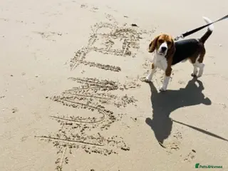 Beagle dogs for stud: KC reg, proven stud dog - Advert 1