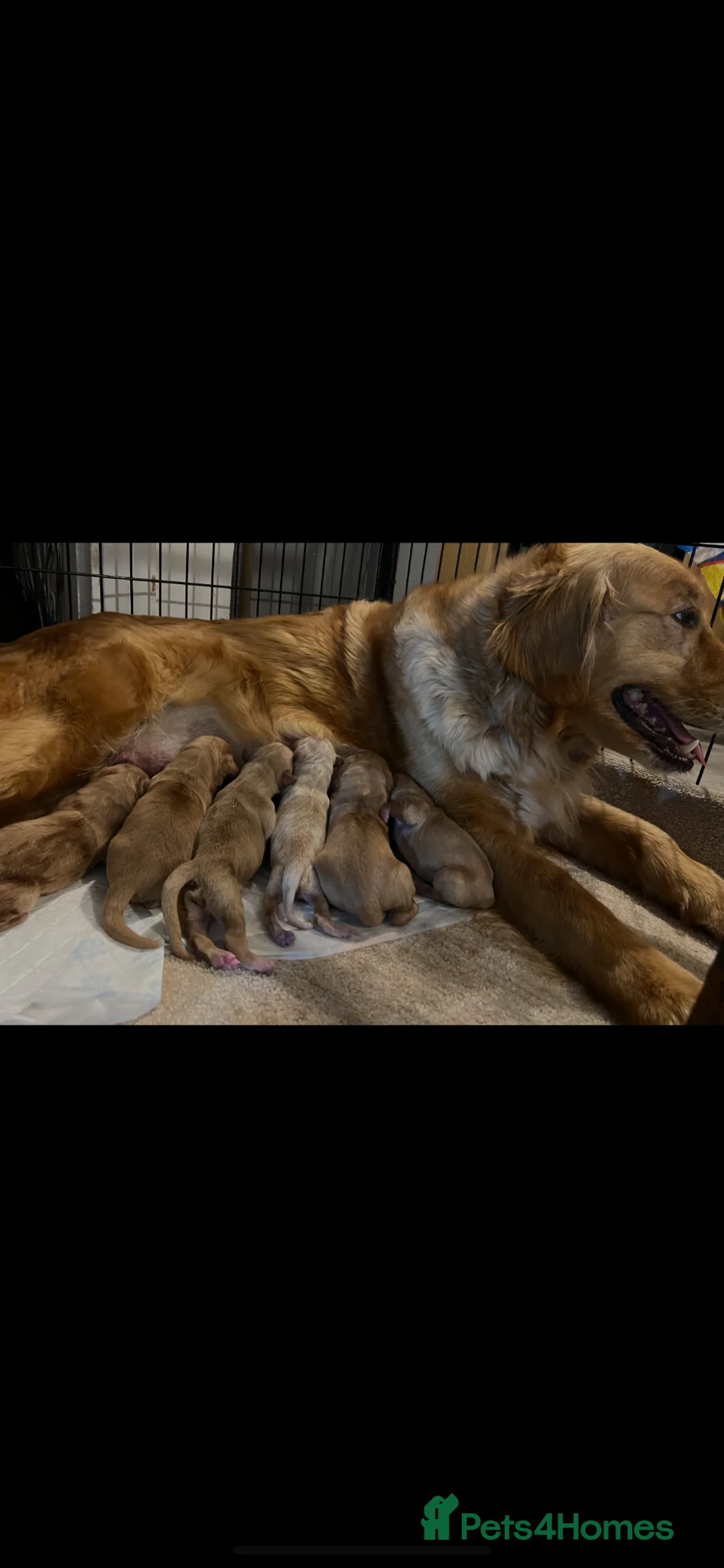 Golden Retriever dogs for sale: Extensively health tested kc reg golden retrievers - Advert 14