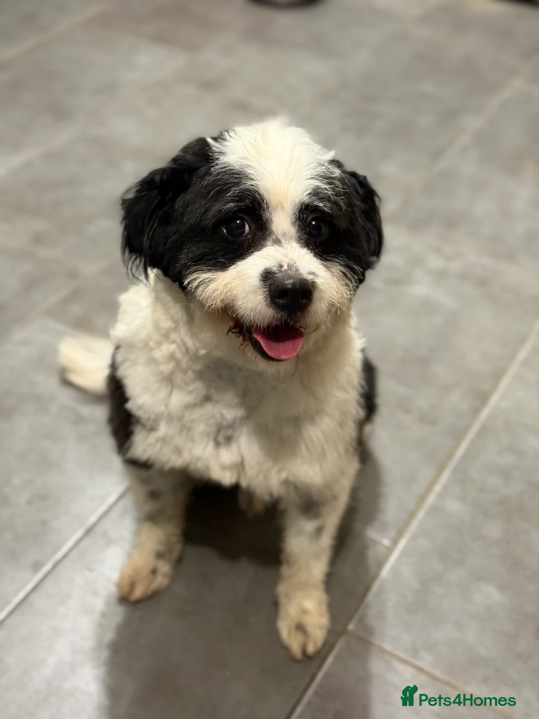 Mixed Breed dogs for adoption: Cute Teddy looking for True Love  - Advert 10