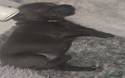 Staffordshire Bull Terrier dogs for sale: Staffordshire bull terrier  - Advert 10