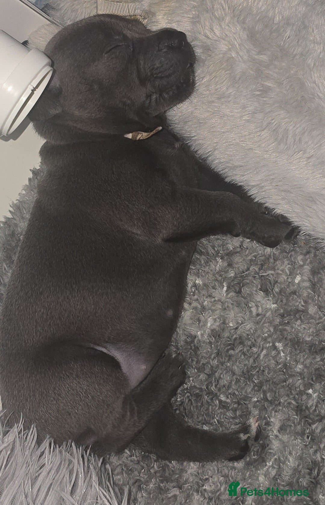 Staffordshire Bull Terrier dogs for sale: Staffordshire bull terrier  - Advert 10