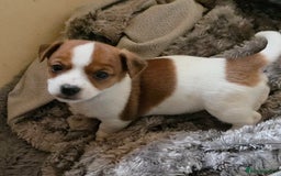 Jack Russell dogs for sale: Mini Jack Russel Bitch 9 weeks old  - Image 1