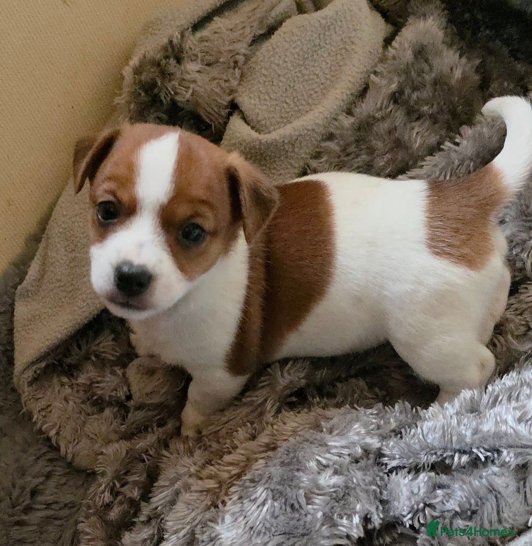 Jack Russell dogs for sale: Mini Jack Russel Bitch 9 weeks old  - Image 1