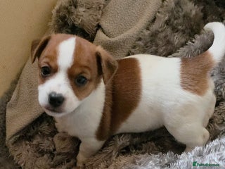 Jack Russell dogs for sale - Advert 1