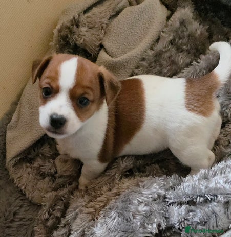 Jack Russell dogs - Advert 1