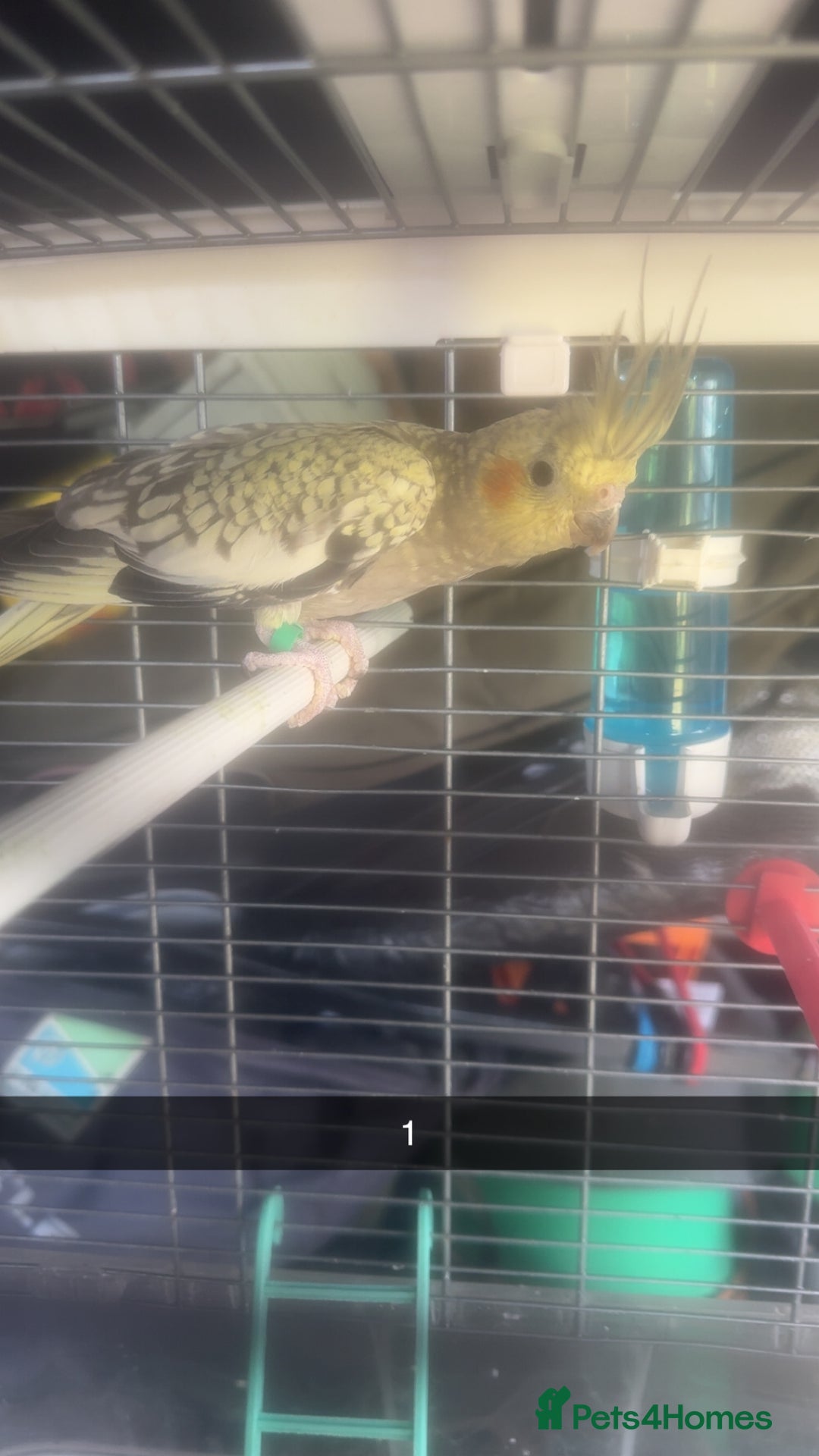 Cockatiels birds for sale: Baby cockatiel for sale mixed prices  - Image 5
