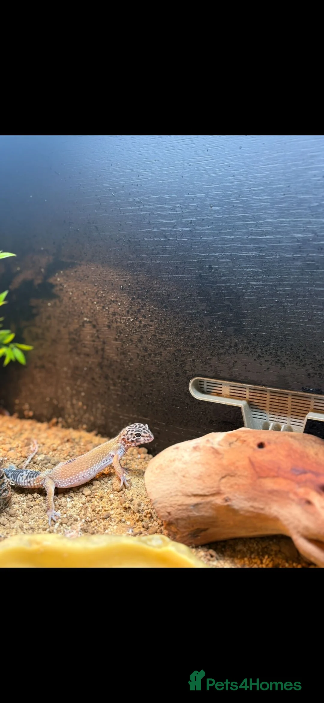 Gecko reptiles for sale: Beautiful Gecko  - Advert 2