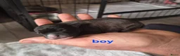 Jackapoo dogs for sale: Gorgeous jackapoo puppies 🐶  - Advert 7