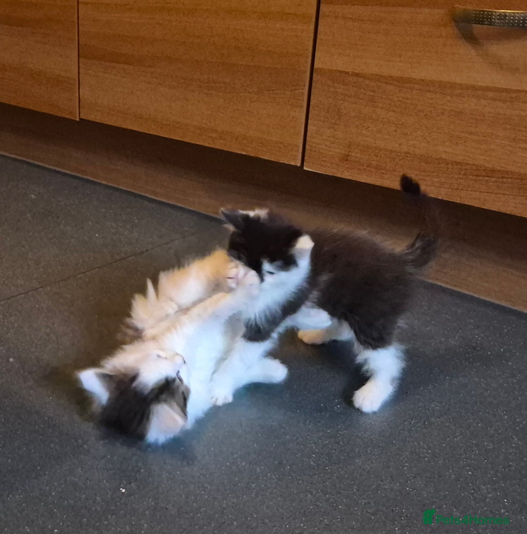 Mixed Breed cats for sale: XxX Gorgeous calico mixedbreed kittens 2 left ♥️  - Advert 27