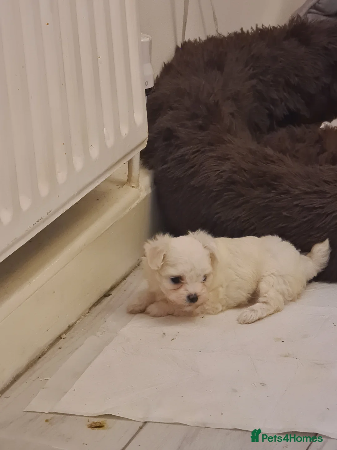 Maltese dogs for sale: Korean Maltese  in Bootle - Advert 4