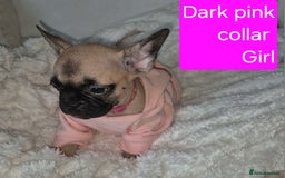 French Bulldog dogs for sale: Beautiful litter of frenchie pups - Image 8