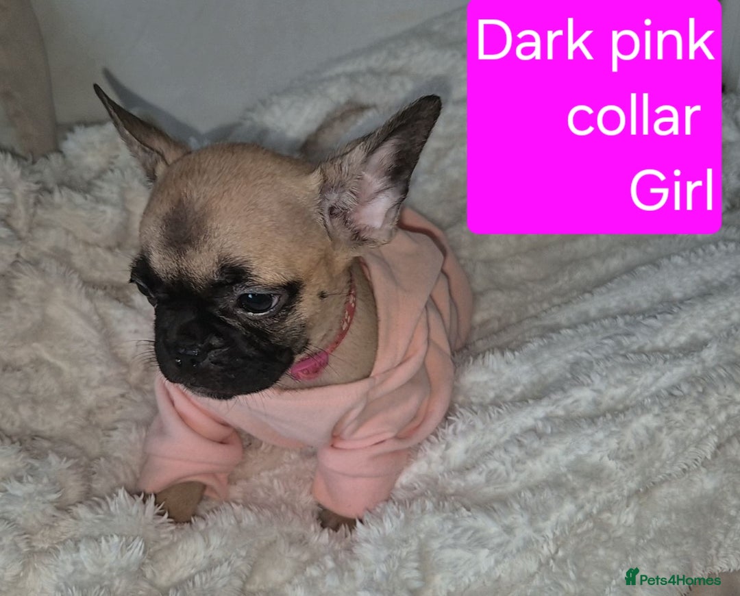 French Bulldog dogs for sale: Beautiful litter of frenchie pups - Image 8