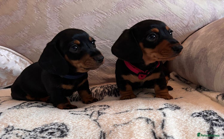 Dachshund dogs - Advert 4