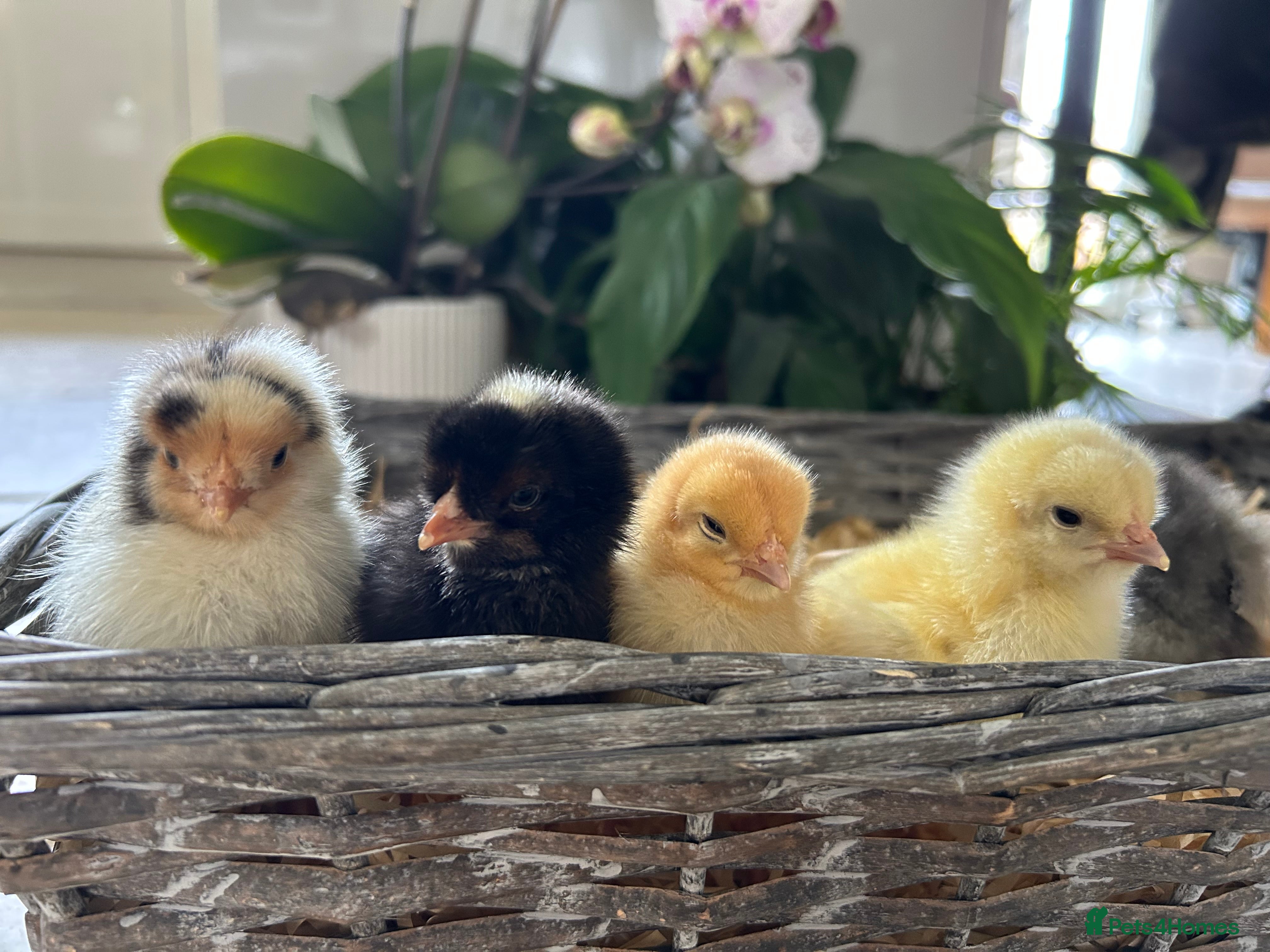 Chickens poultry Beautiful Female Easter Egger & Olive Egger Chicks - Advert 1