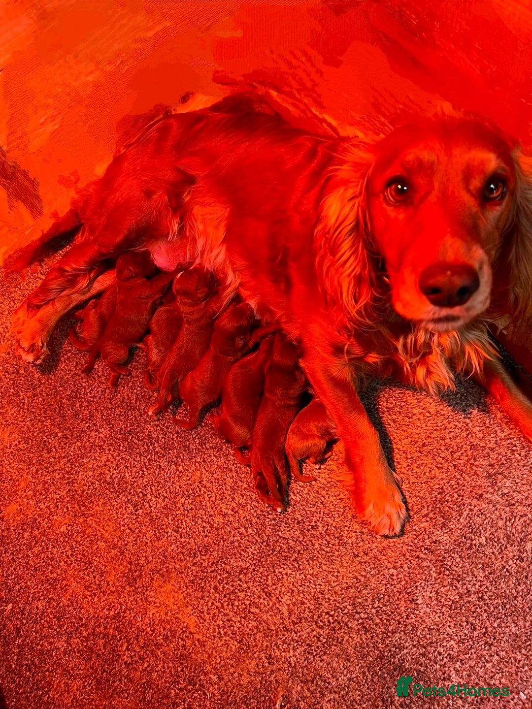 Cockapoo dogs for sale: LAST GIRL!!!!! F1 Cockapoo Puppies!!! - Advert 7