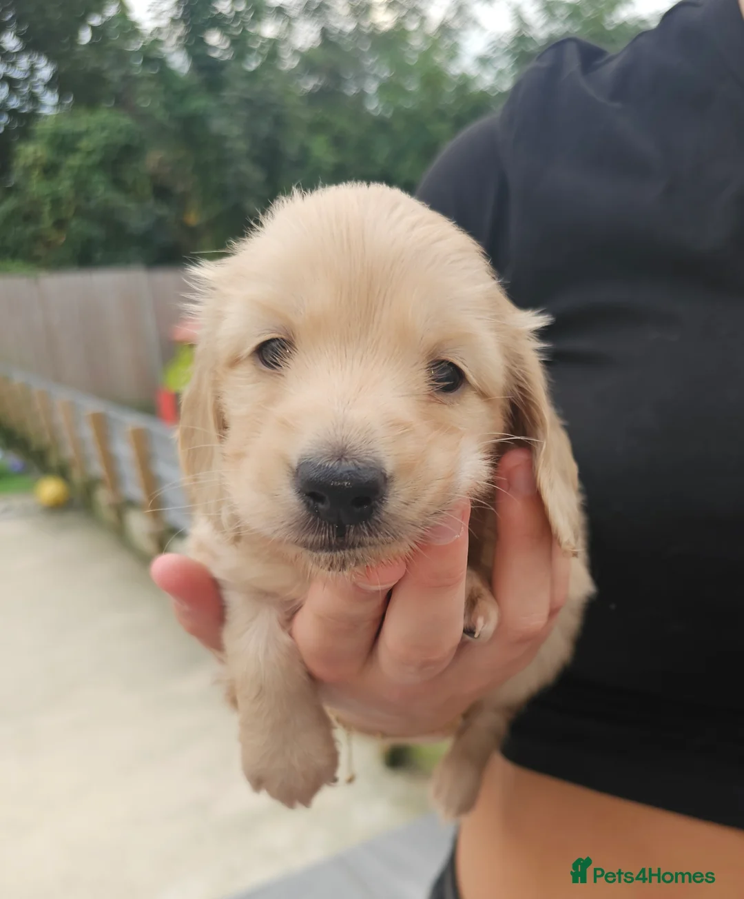 Miniature Dachshund dogs for stud: Dna and ivdd screened Mini Dachshund  in Southampton - Advert 10